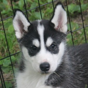 Aramis