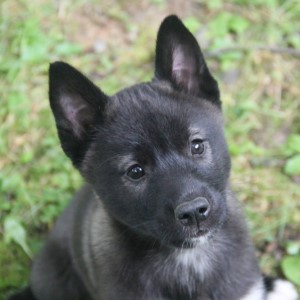 Maple