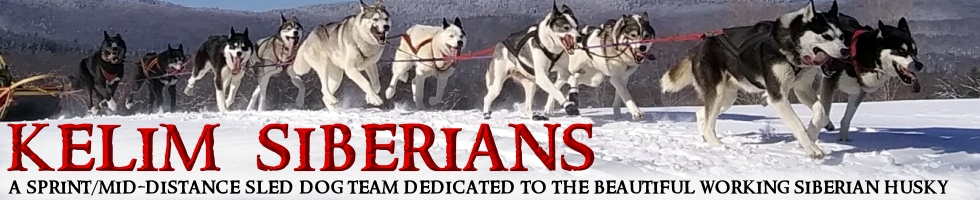 Racing Siberian Huskies Located In New Hampshire