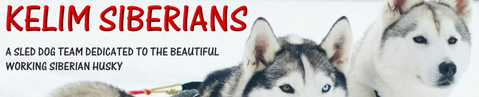 Racing Siberian Huskies Located In New Hampshire